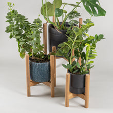 Load image into Gallery viewer, Plant Stands in Rimu - Limited Edition
